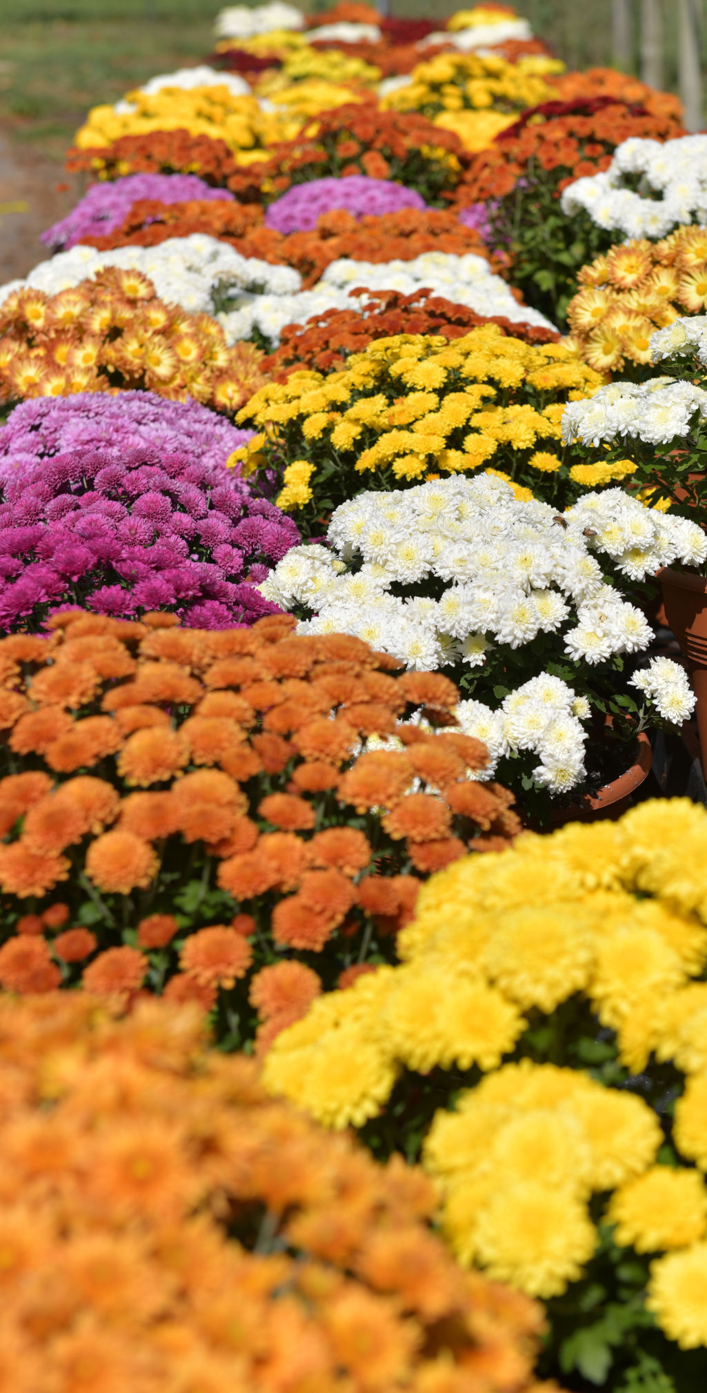 Fall Colors of Mums-03